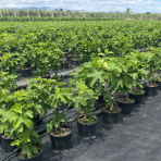 Figovník obyčajný (Ficus carica) DUO - ´BLACK AND WHITE´ - výška 60-80 cm, kont. C7,5L (-20°C)